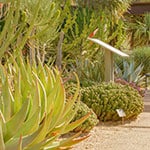 View of cactuses at Desert Botanical Garden in Phoenix, AZ