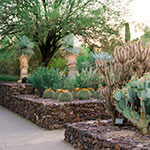 View of walking path with gardens at Desert Botanical Garden in Phoenix, AZ