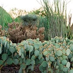 View of hill with garden at Desert Botanical Garden in Phoenix, AZ