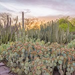 Sunset view of gardens at Desert Botanical Garden in Phoenix, AZ