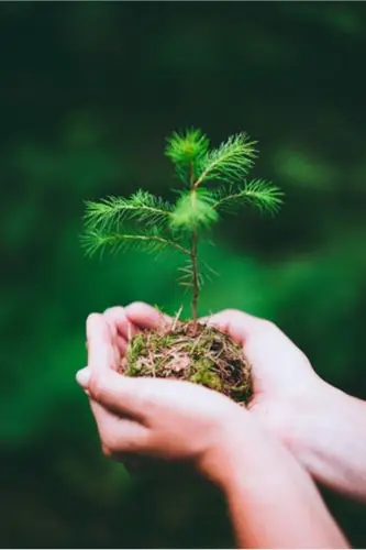 Hands holding a tree sprout