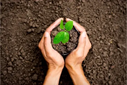 Hands holding potted seedling