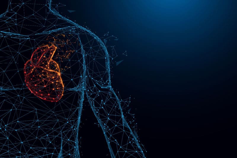 Illustration of see-through human figure showing the human heart