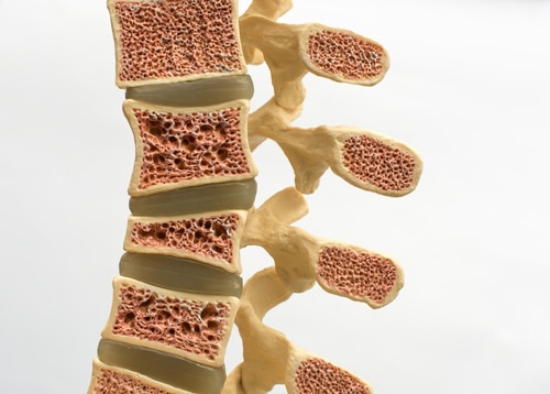 Model of cross section of the human spine