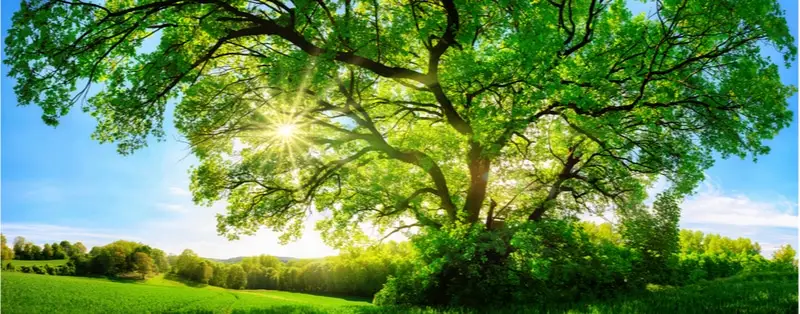 Large oak tree in a meadow with the sun shining through its branches