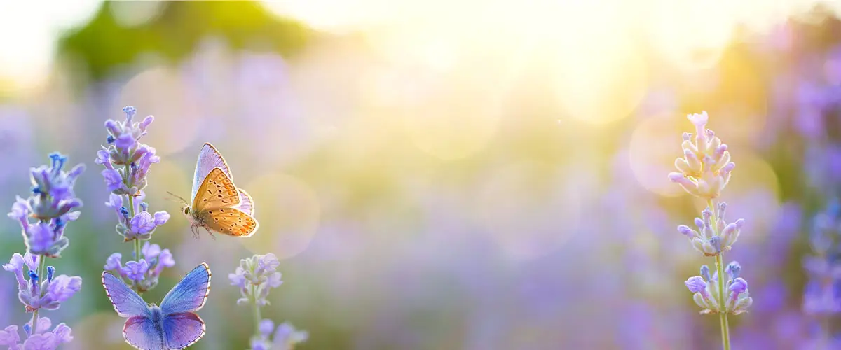 Butterfly flying towards flowers with sunshine sparkling in the background