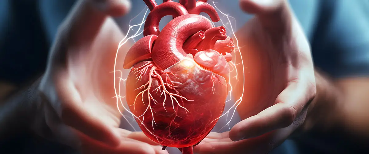 Model of the human heart floating with hands on either side of it