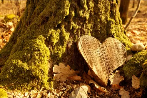 Carved wooden heart placed on trunk of a tree